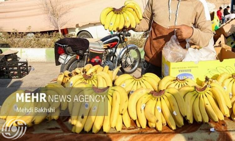 نائب وزير الجهاد الزراعي: إنتاج الموز في البلاد وصل إلى نصف الواردات