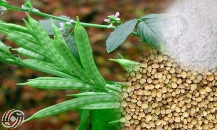 باحث ايراني يقدم في العراق نتائج ابحاثه حول نبات الغوار باحث ايراني يقدم في العراق نتائج ابحاثه حول نبات الغوار