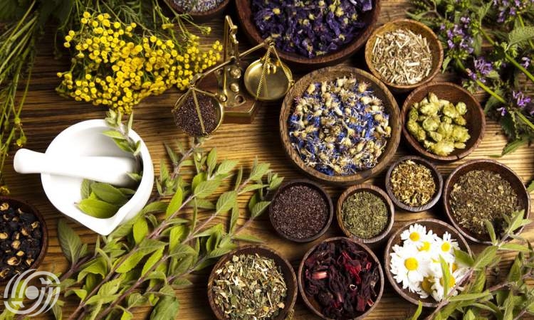 قزوين، مركزٌ للنباتات الطبية؛ بإنتاج سنويٌ يتجاوز 1400 طن