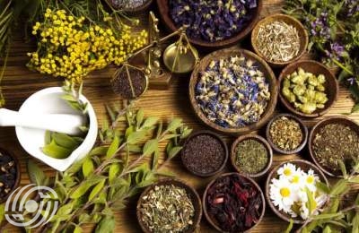 قزوين، مركزٌ للنباتات الطبية؛ بإنتاج سنويٌ يتجاوز 1400 طن