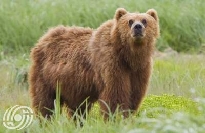 فيديو/ إنقاذ دبٍّ بعمر أربع سنوات من مصيدة سلكية في مازندران <img src="/images/video_icon.png" width="16" height="16" border="0" align="top"> فيديو/ إنقاذ دبٍّ بعمر أربع سنوات من مصيدة سلكية في مازندران <img src="/images/video_icon.png" width="16" height="16" border="0" align="top">