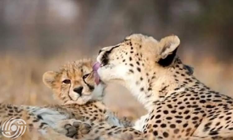 صورة جديدة لثيلما؛ أنثى فهد آسيوي في توران