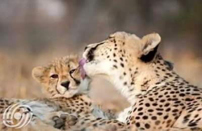 صورة جديدة لثيلما؛ أنثى فهد آسيوي في توران