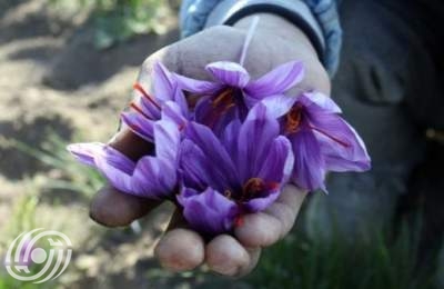 موسم جَني الذهب الأحمر  