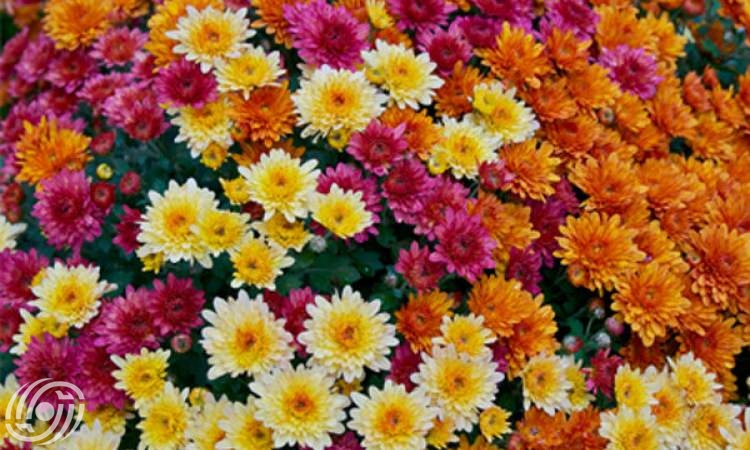 حديقة إيران النباتية من بين أفضل 10 حدائق في العالم