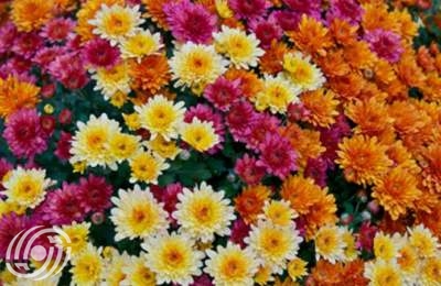 حديقة إيران النباتية من بين أفضل 10 حدائق في العالم