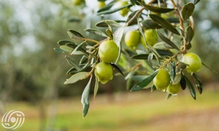 إیران تسجل یوم 25 نوفمبر یوما وطنیا للزیتون